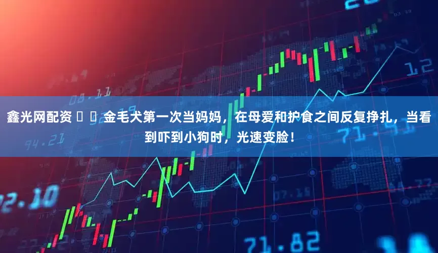 鑫光网配资 ▶️金毛犬第一次当妈妈，在母爱和护食之间反复挣扎，当看到吓到小狗时，光速变脸！
