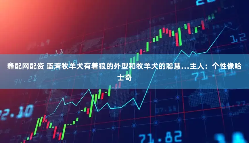 鑫配网配资 蓝湾牧羊犬有着狼的外型和牧羊犬的聪慧…主人：个性像哈士奇
